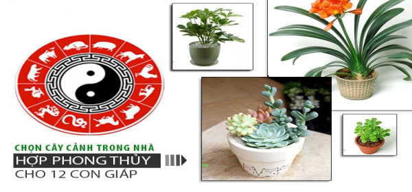 Ý Nghĩa Của Cây Phong Thuỷ Trồng Trong Nhà Bạn Nên Biết