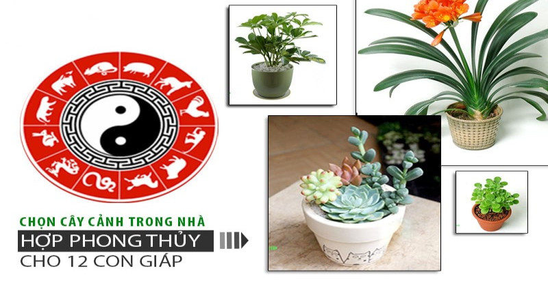 Ý Nghĩa Của Cây Phong Thuỷ Trồng Trong Nhà Bạn Nên Biết