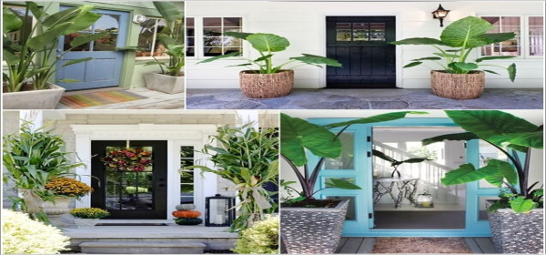 Các Loại Cây Trồng Trước Nhà Tốt Cho Phong Thủy Nên Trồng