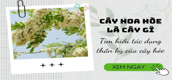 Giải Mã Bí Ẩn Việc Cây Hoa Hòe Trồng Trước Nhà Tốt Không?