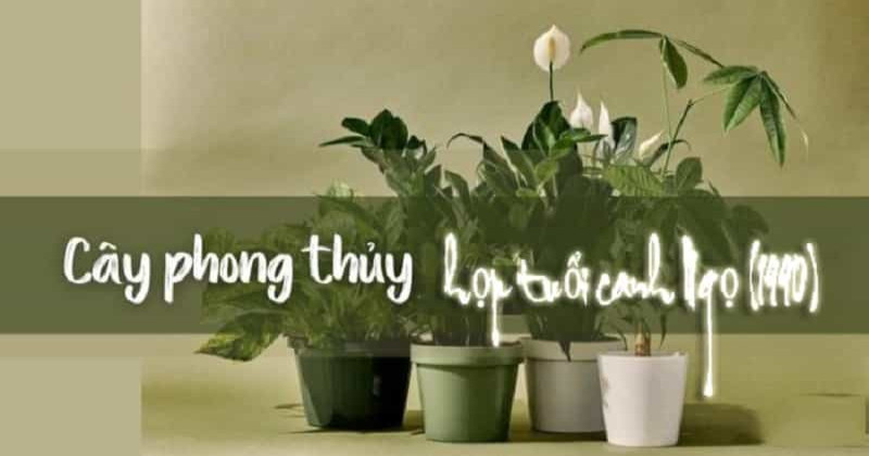 Gợi Ý Những Loại Cây Phong Thủy Tuổi Ngọ 1990 Nên Trồng