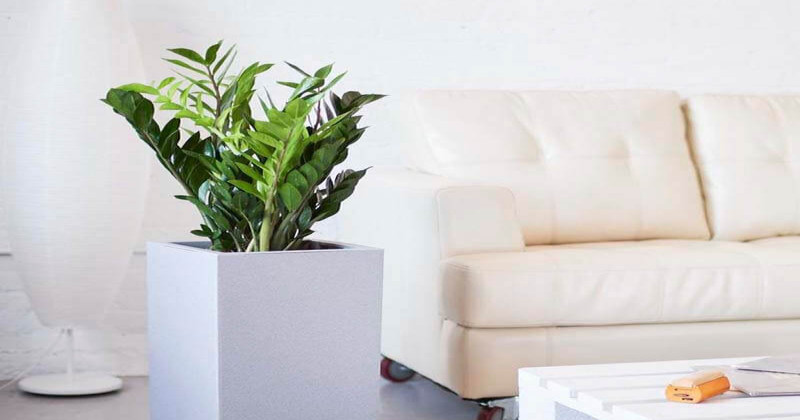 Các Loại Cây Cảnh Để Phòng Khách Thu Hút Tài Lộc Vào Nhà