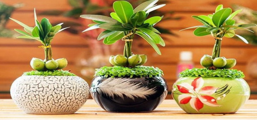 Những Loại Cây Phong Thủy Mang May Mắn, Sức Khỏe Tốt